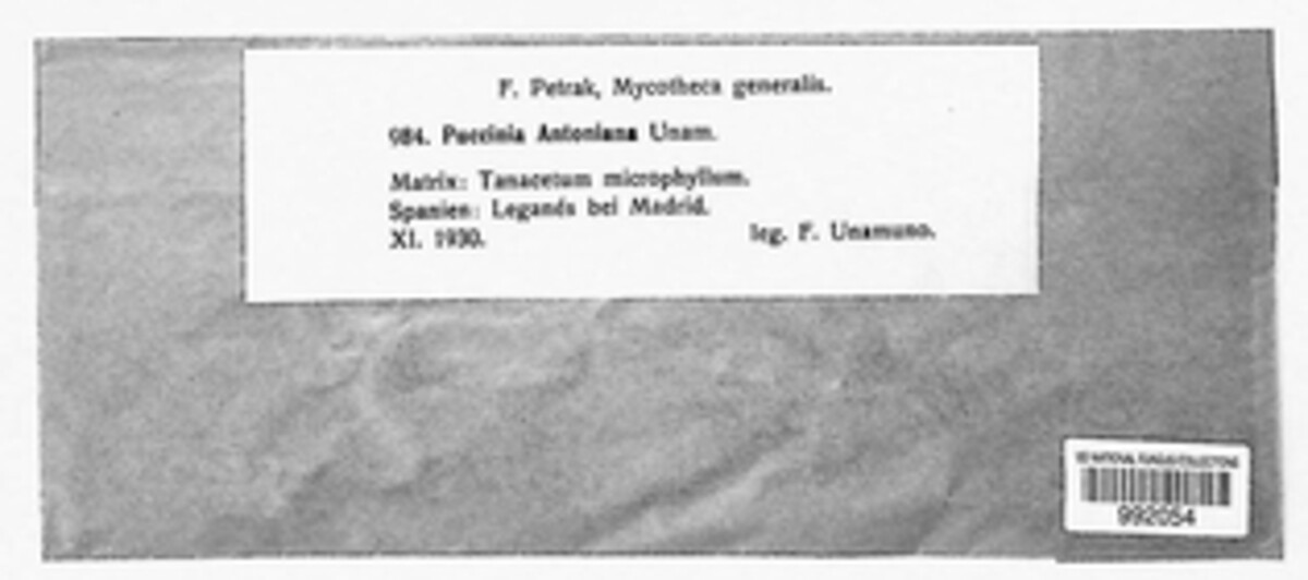 Puccinia antoniana image